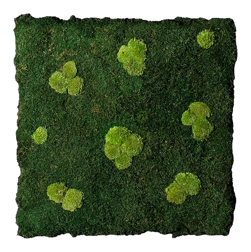 Flatmoss and Polemoss Wall Composition